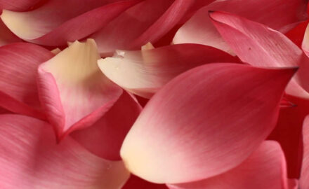 Lotus petals